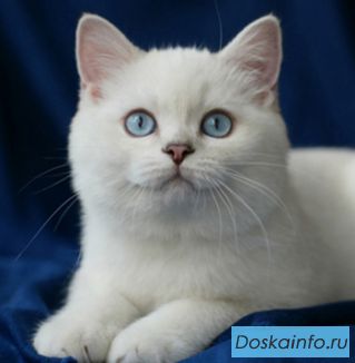 Роскошная британская голубоглазая блондинка