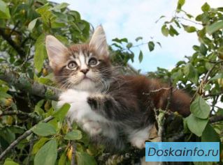Очень        крупный          котик Мейн Кун