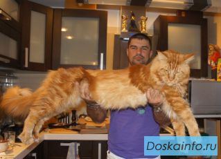 Мейнкун самая крупная домашняя кошка, есть котята.