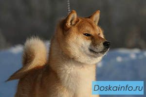 Сиба ину ( шиба ину) рыженькие  щенки  продаются