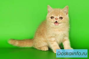 Котята персиковые экзотические короткошерстные