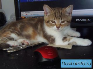 Британка шоколадка