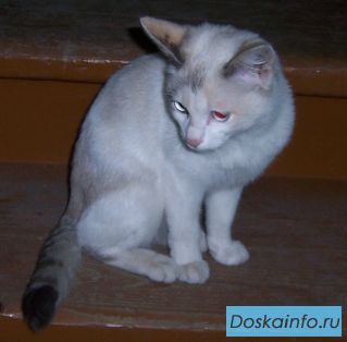 Ласковой кошечке СРОЧНО нужен дом