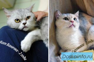 Кошки из закрывшегося питомника шотландских кошек в дар