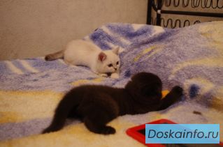 Продаются котята британской породы