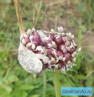 Продам семена чеснока, воздушка.