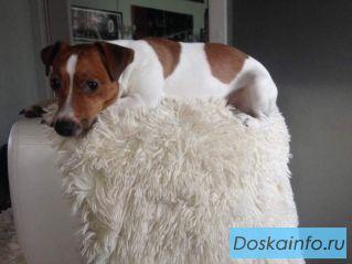 Пропала собака джек рассел