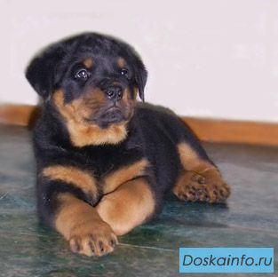 Продам