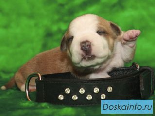 Щеночки       Американского      Стаффордширского    Терьера