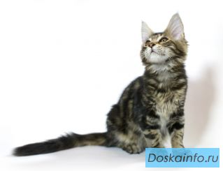Продаются       котята                     Мейн       кун