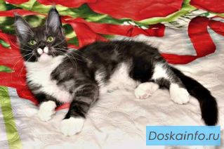 Котята          Мейн                     Кун