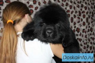 Щенки           Ньюфаундленда