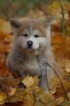 Уменьшенная картинка