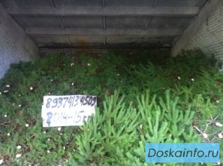 У нас Вы сможете купить сосну оптом.