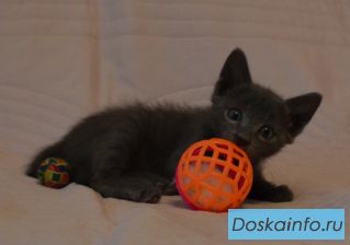 Подарю котёнка