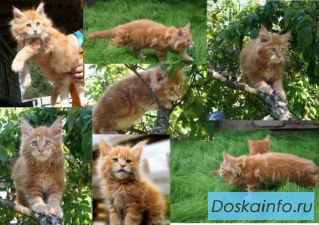 Самые        обоятельные             котята