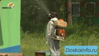 Выведение короеда, усача.   Обработка дома от жуков.