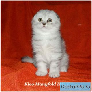 Шотландская клубная кошечка.