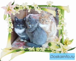 Брошенные котята ждут своих добрых хозяев