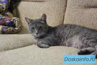 Котик Макс