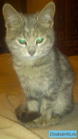Отдам котенка добрым и заботливым хозяевам,,
