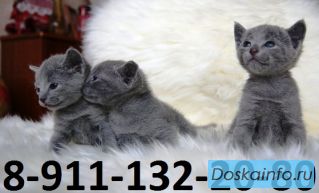 Русские Голубые    котята          из питомника BEST BEAST