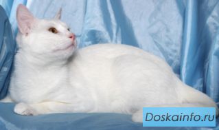 Беляк Зеленоградский ищет дом!