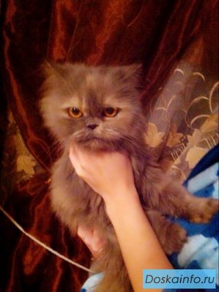 Персидская кошечка в добрые ручки