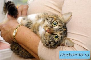 Ищет свой дом миниатюрная раскрасавица Стася.