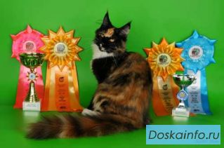 Котята Maine    Coon от         чемпиона мира