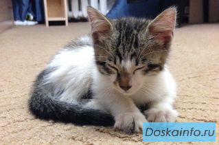 Отдам котенка в теплые руки