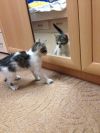 Уменьшенная картинка