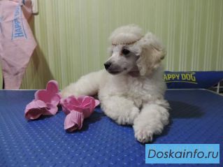 Белые пуделя