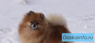 Померанский миниатюрный шпиц