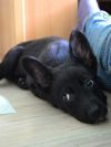 Уменьшенная картинка