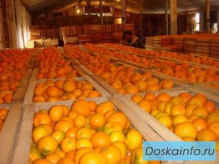 Мандарины абхазские оптом. Урожай 2014 г.