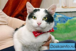 Кот Петрович ищет дом! В дар.	