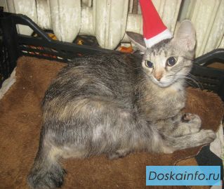 Потерялась кошка