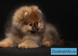 Щенки померанского миниатюрного шпица