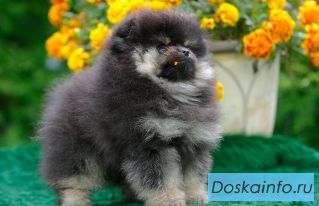 Померанский шпиц щенки