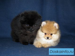 Миниатюрные выставочные собачки померанского шпица