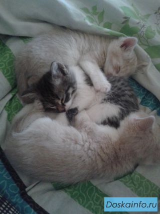 Отдам котят в хорошие руки