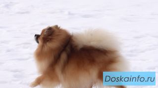Щенки померанского шпица от 3-х месяцев