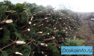 Новогодние    живые     сосны    и елки     (ели) оптом