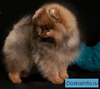 Продаю щенков миниатюрного шпица