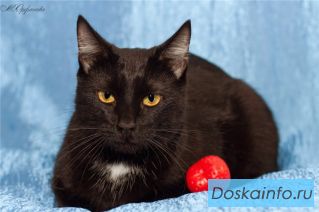 Котик Уля ищет свою хозяюшку!