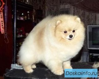 Щенки миниатюрного шпица