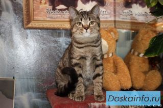 Котик Тэбби браун