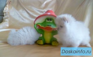 Мини-Поморское щенки.