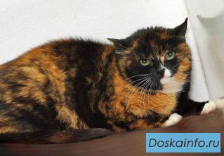 Смешная невидимка кошка Чуча.